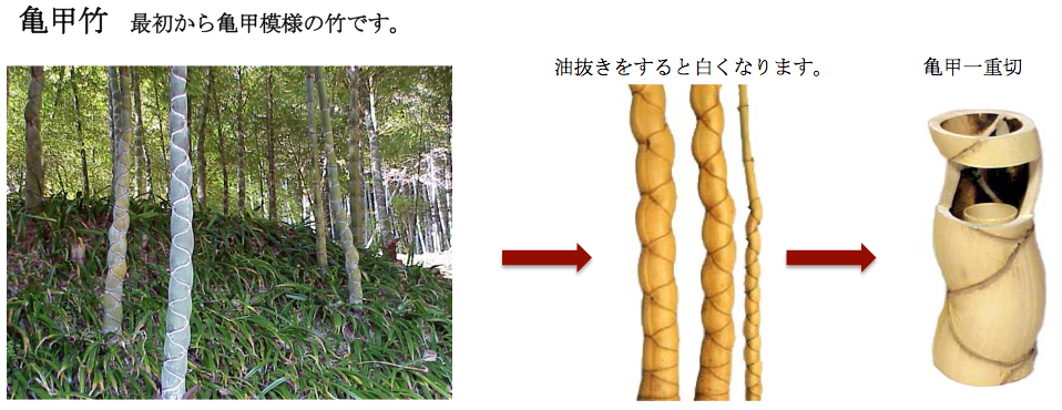 竹について